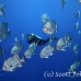 spadefish_atlantic_atlas_h_0529_nca0996.jpg
